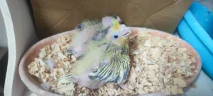 فروخ كوكتيل نورمل وبايد وبيرل للبيع