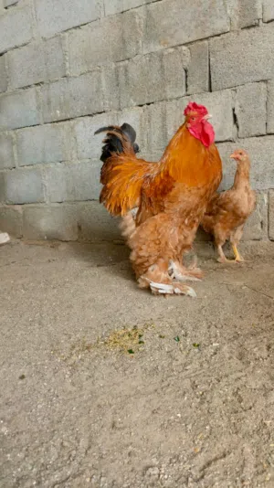 للبيع ديك كوشن العملاق اقرا الوصف.