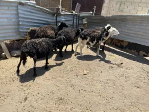 للبيع جعد عمانيات ما شاء الله يحدرن .. تابع الوصف ..