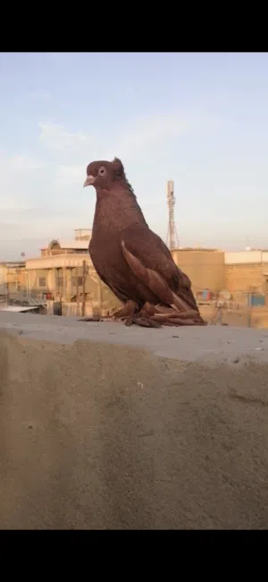 رواعب للبيع
