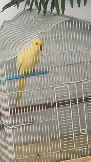 ‏ببغاء‏1
