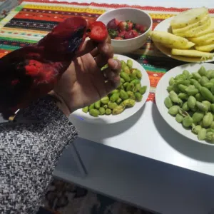 النتشة للطيور 
