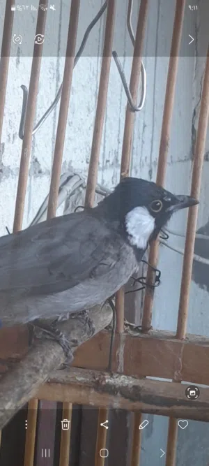 بلبل وحشي مال كصبه