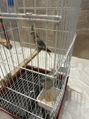 كوكتيل ذكر وأنثى