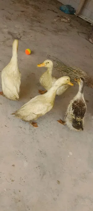 4 بطات للبيع عمر اربع اشهر