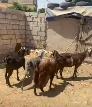 ‏ماعز‏4