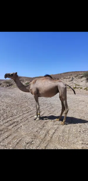 للبيع ناقه
