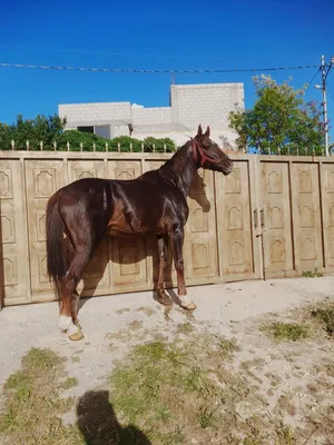‏خيل‏0