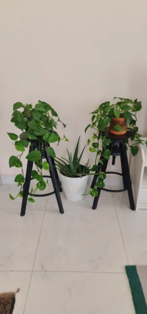 PAIR OF GORGEOUS PLANTS ON IKEA WOODEN BARSTOOLS PLUS AN ALOE VERA PLANT