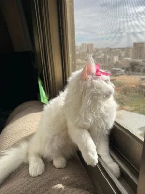 قطة شيرازي انغورا بيع سعر رمزي ^^