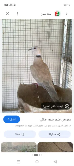 عفاد بري زوج