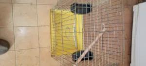 قفص ببغاء كاسكو