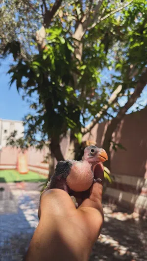 متوه دره ممتاز