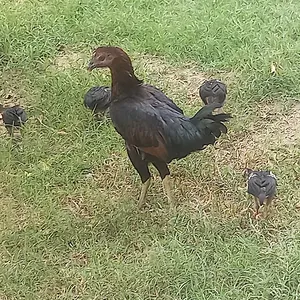 Chickens0