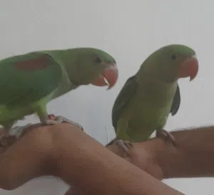 ببغاء نيبالي