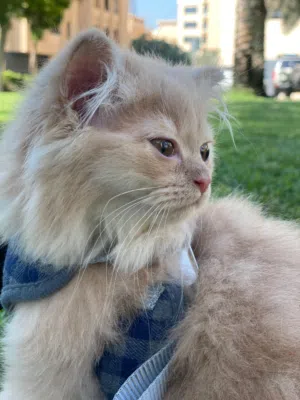 looking for a home simba is available  for adoption  if interested dm