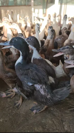 55 duck available jumbo size breed