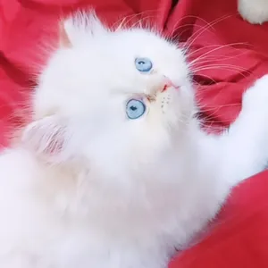 Persian2