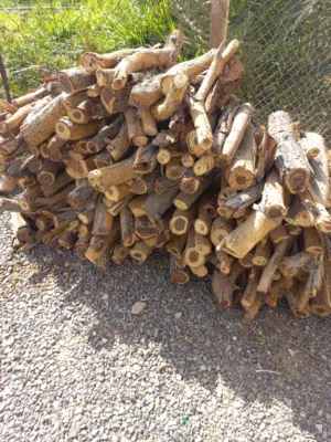 حطب سمر البريمي