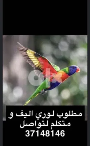 مطلوب لوري او متوو اليف تخليص سريع