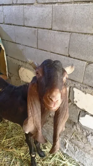 صخل فحل أفغاني للبيع خشن كلش حلو مال جني شرط الكراع
