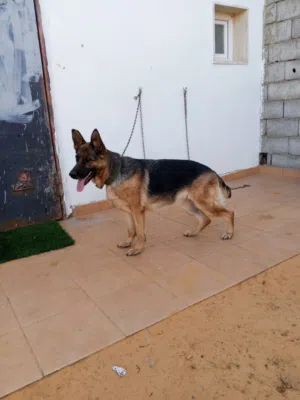 كلبه جيرمن
