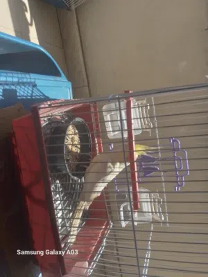 كوكتيل لاتيني