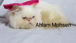 قطة بيكي فيس