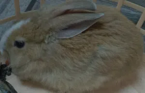 ارنبه للبيع (مهجنه)