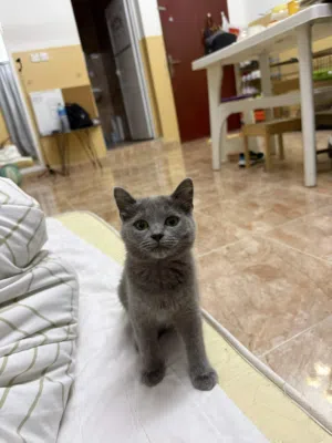 kitten 5months old