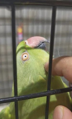 للبيع متوه نثية خضراء اليفة ومتكلمة