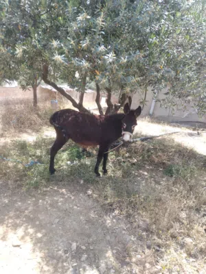 كرة / جحشة