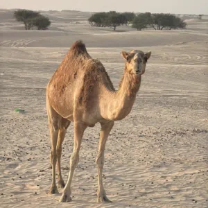 بن عمير 