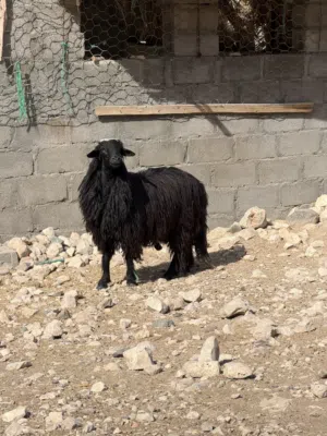 كبش عماني اصل العمر سنه ونص السمنه فل ماشاءالله السعر 145ريال