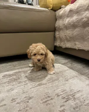Maltipoo Puppy
