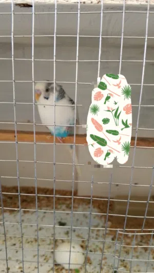 طيور حب للبيع او للبدل على لون ثاني