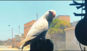 روز مروض فل فل