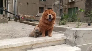 chow chow female for sale