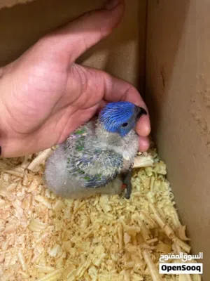 بسم الله مشالله فرخ لوري زق يدوي