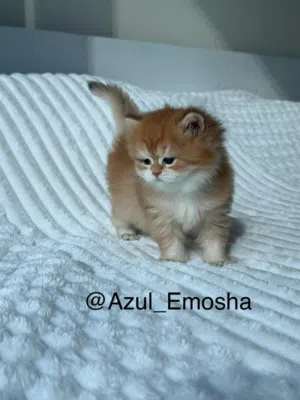 Pedigree Pure Breed - British Longhair Golden Chinchilla NV12