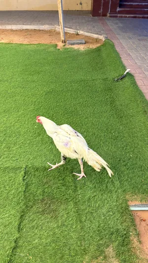 Chickens2