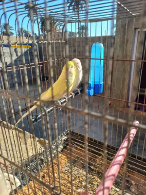2كوبيات بقلينو منتجات