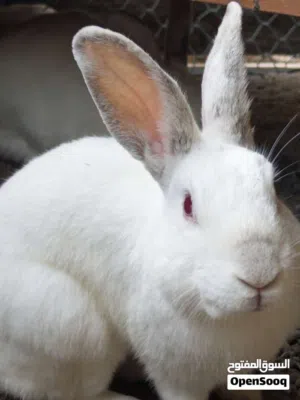 Healthy White Rabbits for Sale  Red Eyes  Active & Young