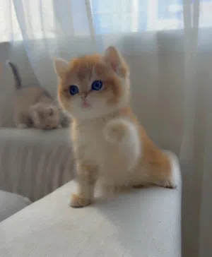 Purebred British Shorthair Kitten Blue Golden Ay12 ( rare color)