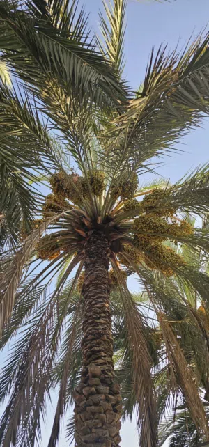 للبيع رطب 50 نخله