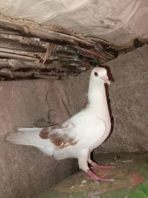 طيره بندوق مصري لون مميز نخب