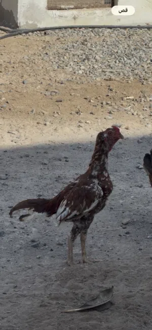 للبيع ثلاث طيور