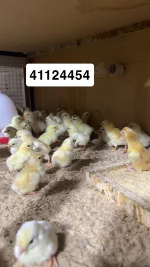 للبيع صيصان دجاج عربي قديم سيافي وافرق