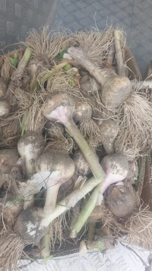 ثوم بيولوجي لذيذ صحي جدا طازج من المزرعة مباشرة.. لذيييييذ ويبهر الطعام جدا...