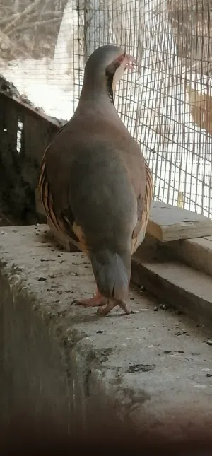 للبيع زوج حجل باكستاني +حجل أبيض أنثى